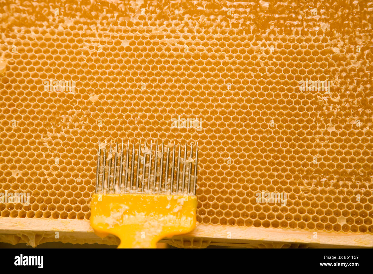 A beekeeper or apiculturist uncapping a honeycomb with an uncapping fork Stock Photo