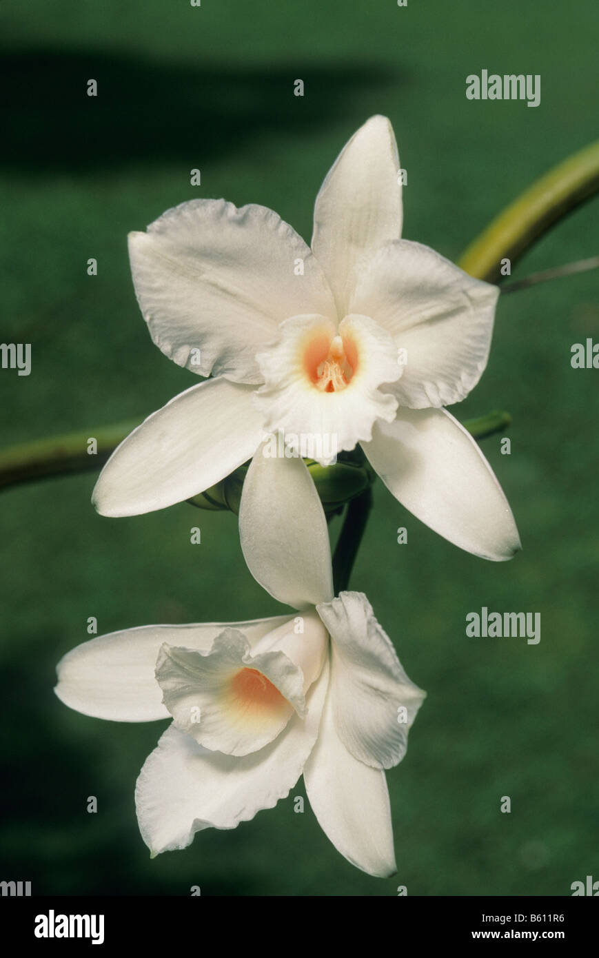 Vanilla orchid (Vanilla phalaenopsis) Seychelles Islands Stock Photo