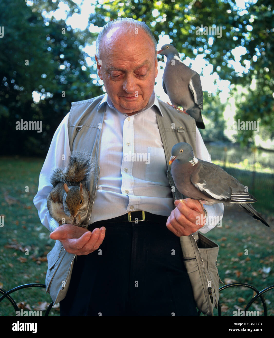 Man Feeding Squirrels St James Park London U.K. England Stock Photo Alamy
