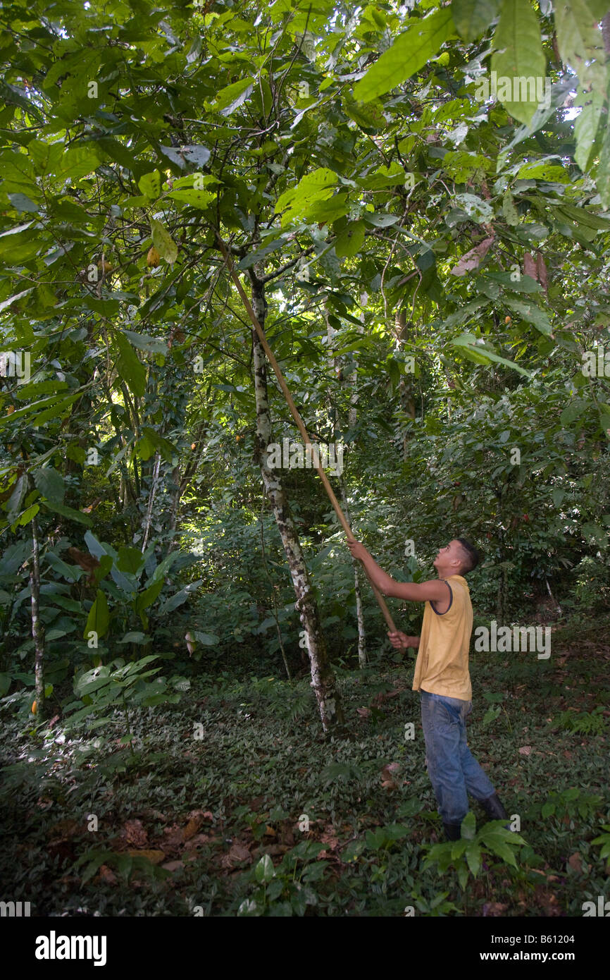 Man harvesting cocoa fruit on cocoa plantation, Hacienda Bukare, cocoa cultivation and