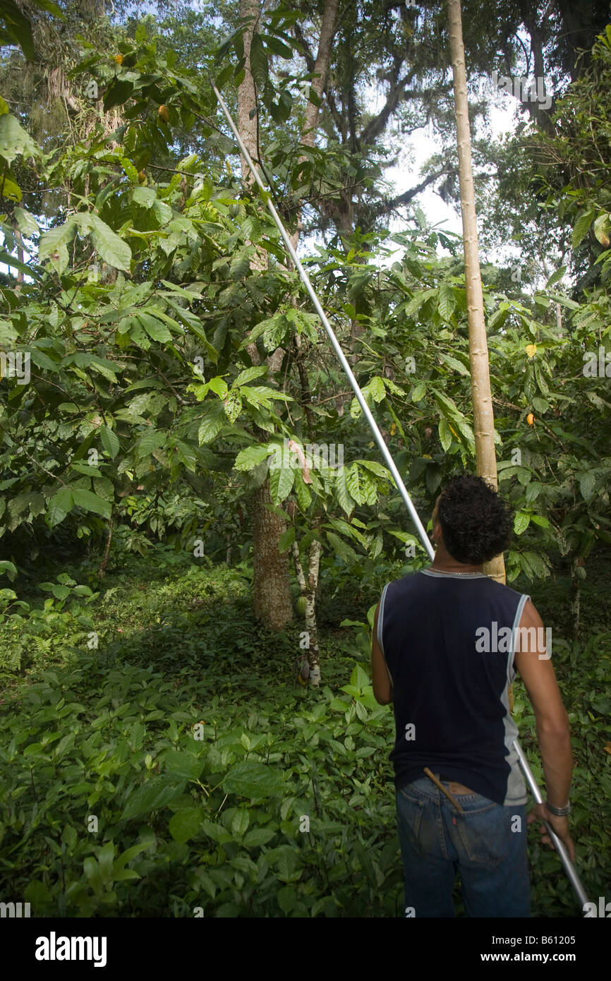Man harvesting cocoa fruit on cocoa plantation, Hacienda Bukare, cocoa cultivation and
