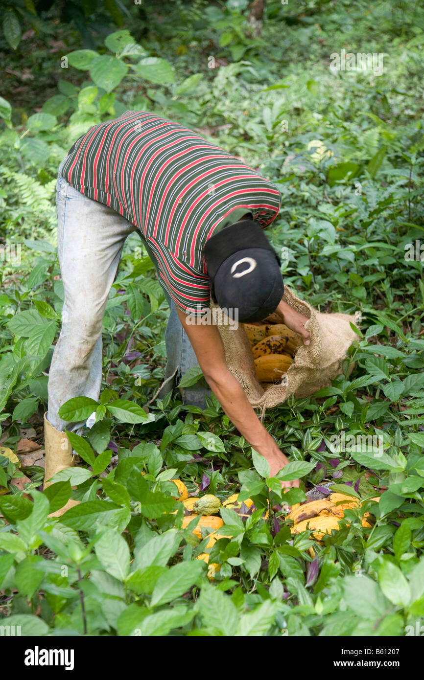 Man working at collection point for cocoa fruit in the cocoa plantation, Hacienda Bukare, cocoa