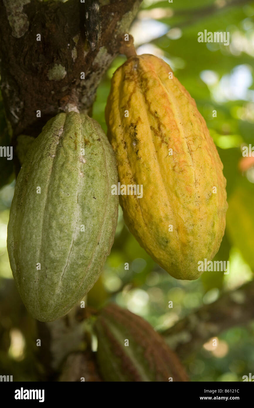 Cocoa fruit, pods, on a cacao tree, cocoa plantation, Hacienda Bukare