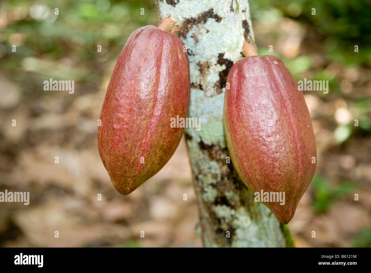 Unripe cocoa fruit, pods, on a cacao tree, cocoa plantation, Hacienda Bukare, cocoa cultivation