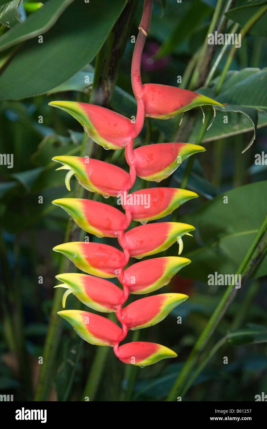 Lobster claw plant venezuela hires stock photography and images Alamy