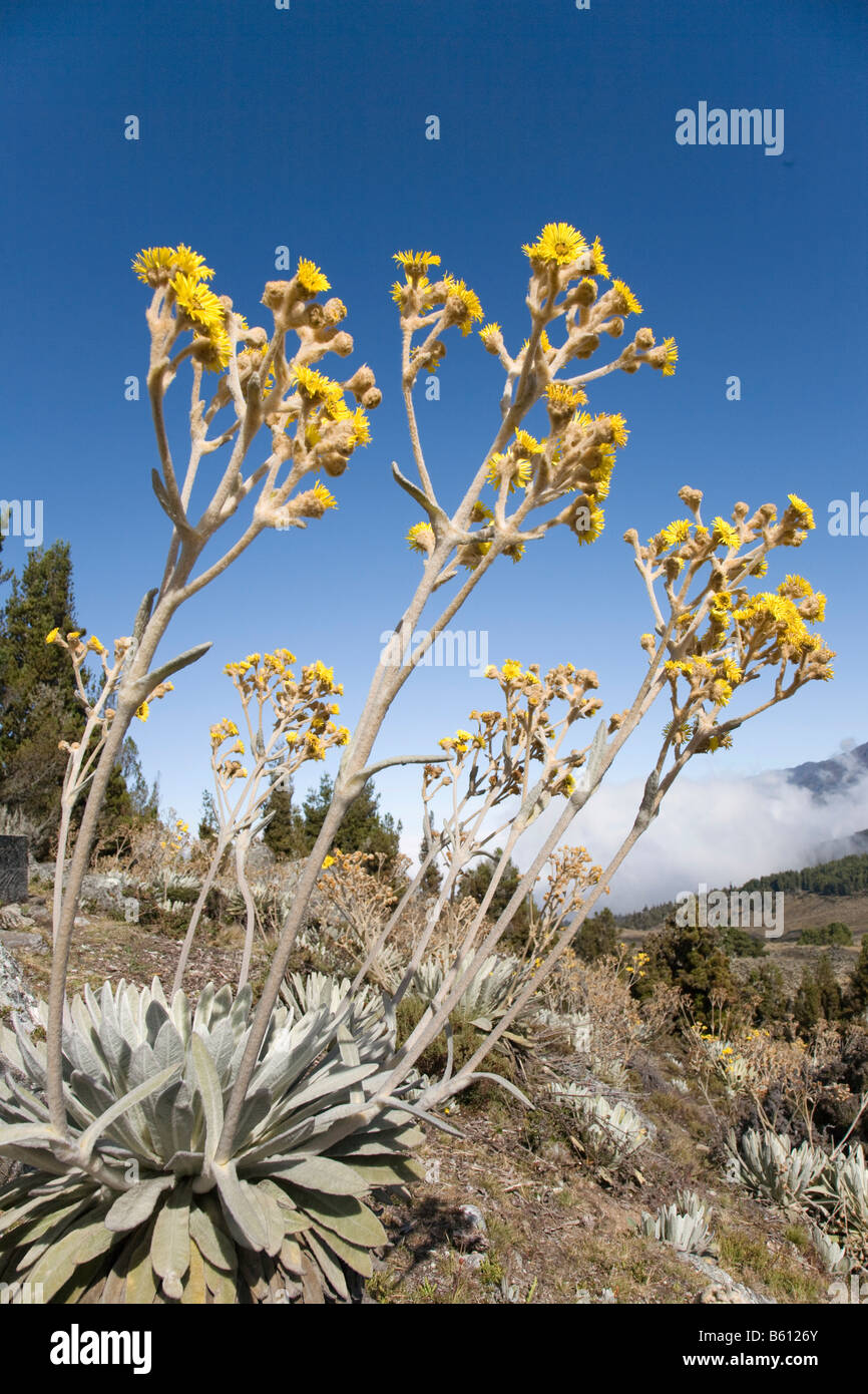 Blooming Frailejon plant (Espeletia), Sierra Nevada National Park