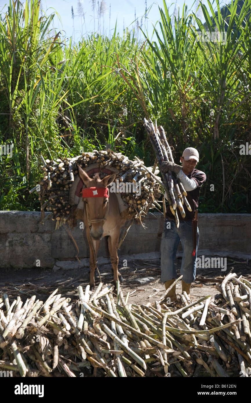 Processed Cane Sugar cane, man with a pack animal bringing the canes for processing ...