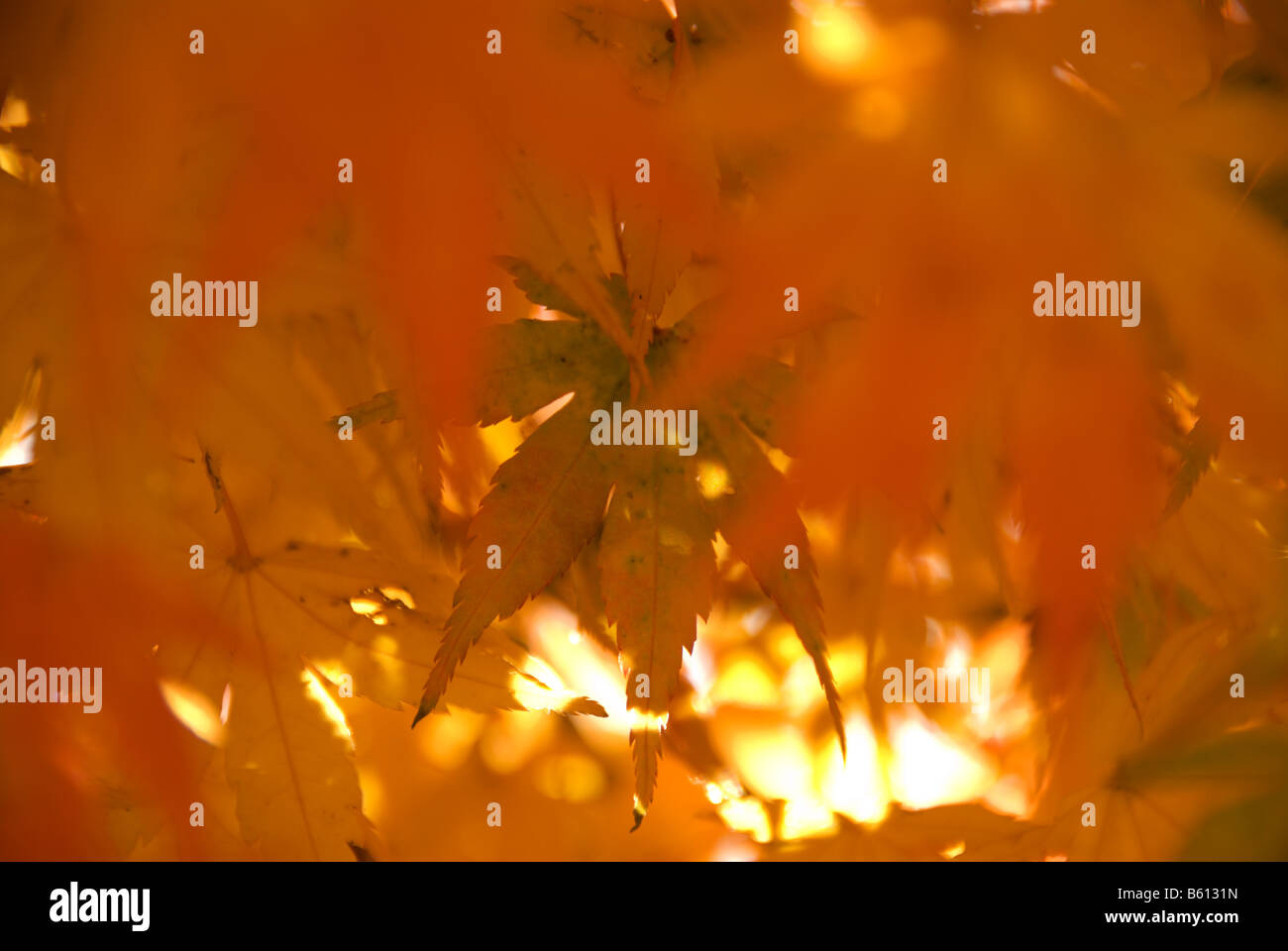 Momiji japanese maple coloured hi-res stock photography and images - Alamy