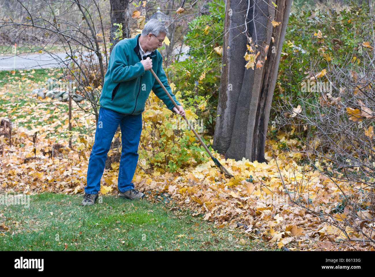 Man doing fall leaf clean up with rake Stock Photo Alamy
