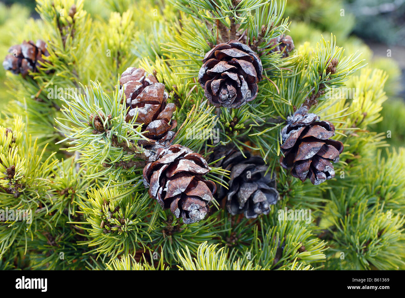 PINUS PARVIFLORA KIYOMATSU AT RHS ROSEMOOR GARDEN DEVON PHOTOGRAPHED WITH RHS PERMIT Stock Photo