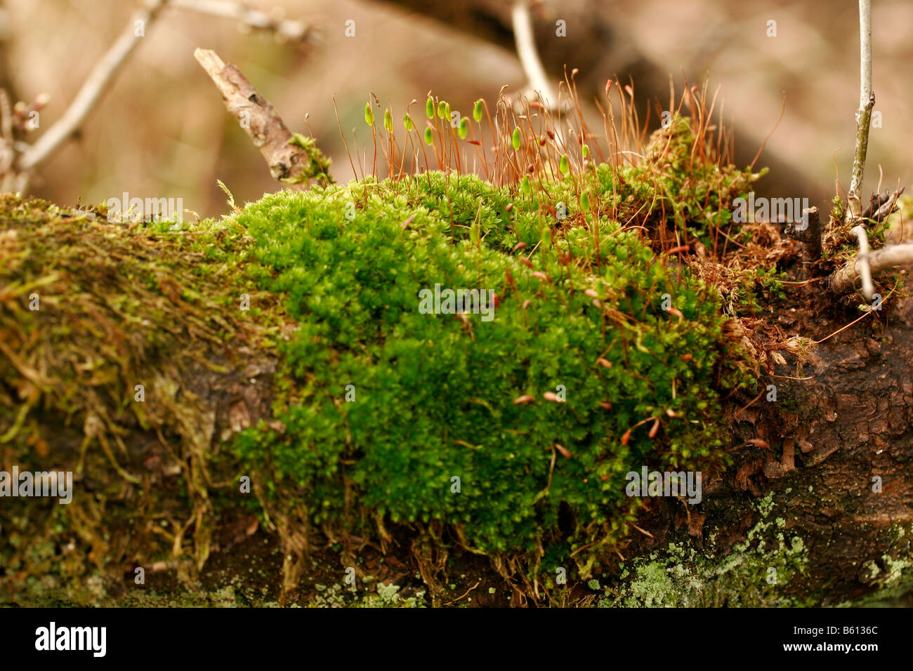 Moss on a branch Stock Photo