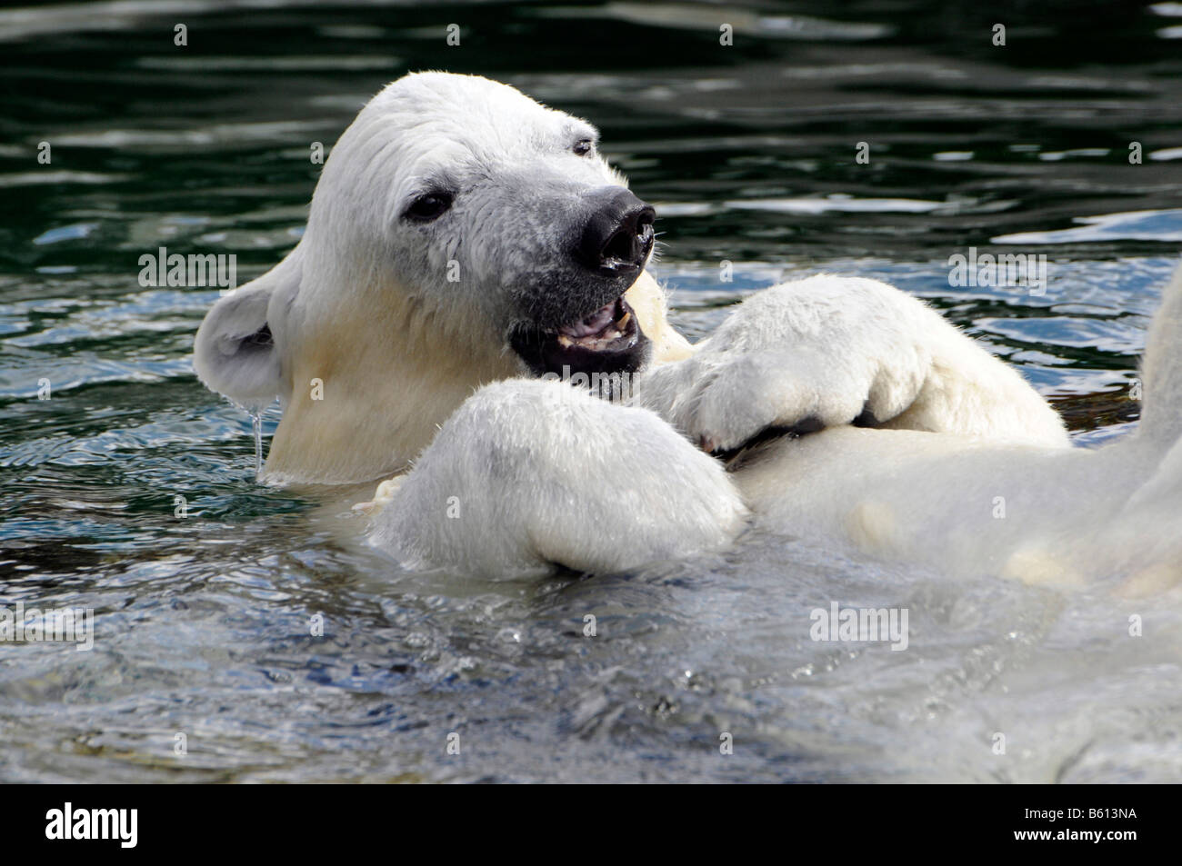 Wilbaer, young Polar Bear (Ursus maritimus) swimming in the water, Wilhelma, Stuttgart Stock Photo