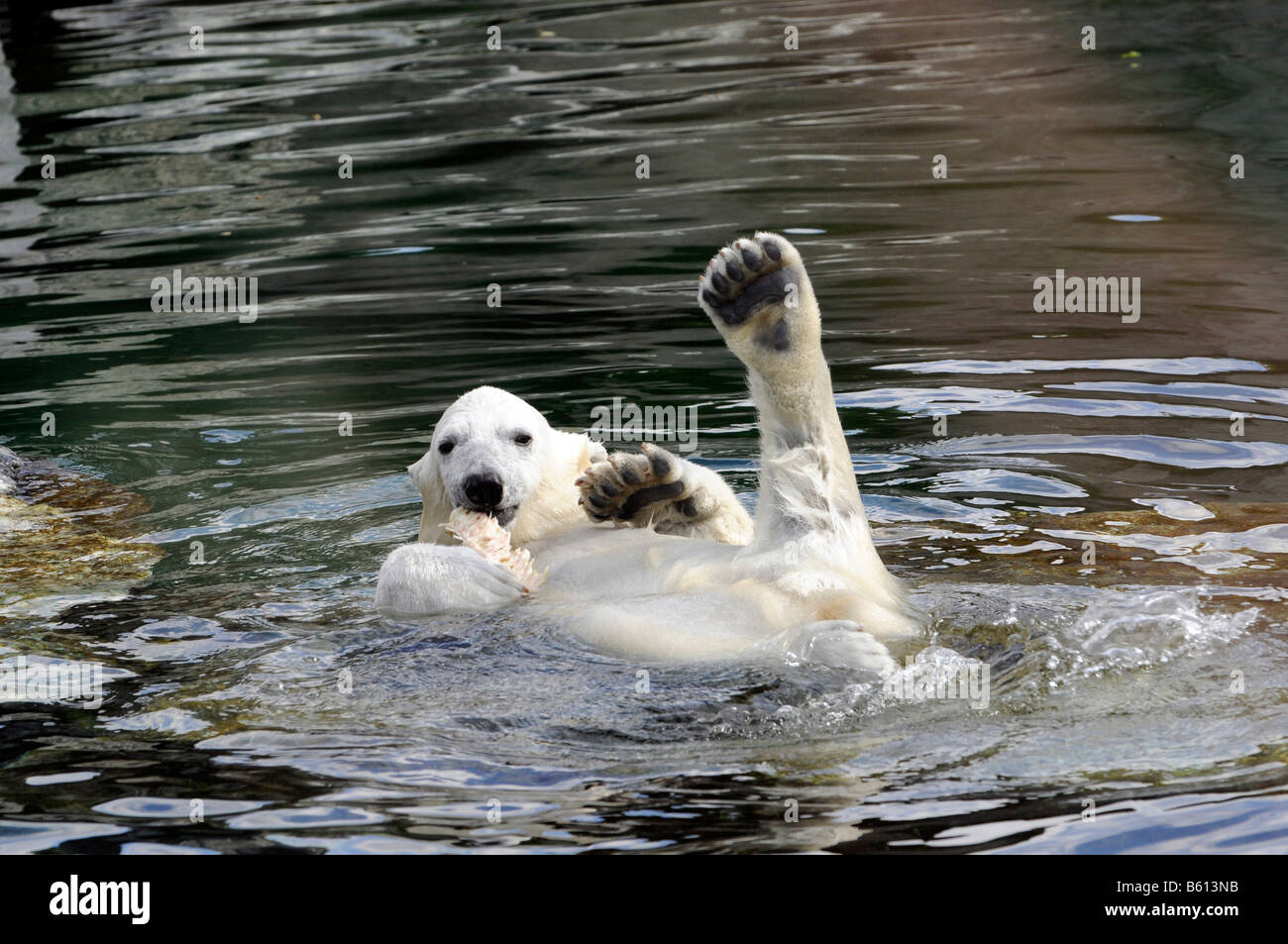 Wilbaer, young Polar Bear (Ursus maritimus) swimming in the water, Wilhelma, Stuttgart Stock Photo