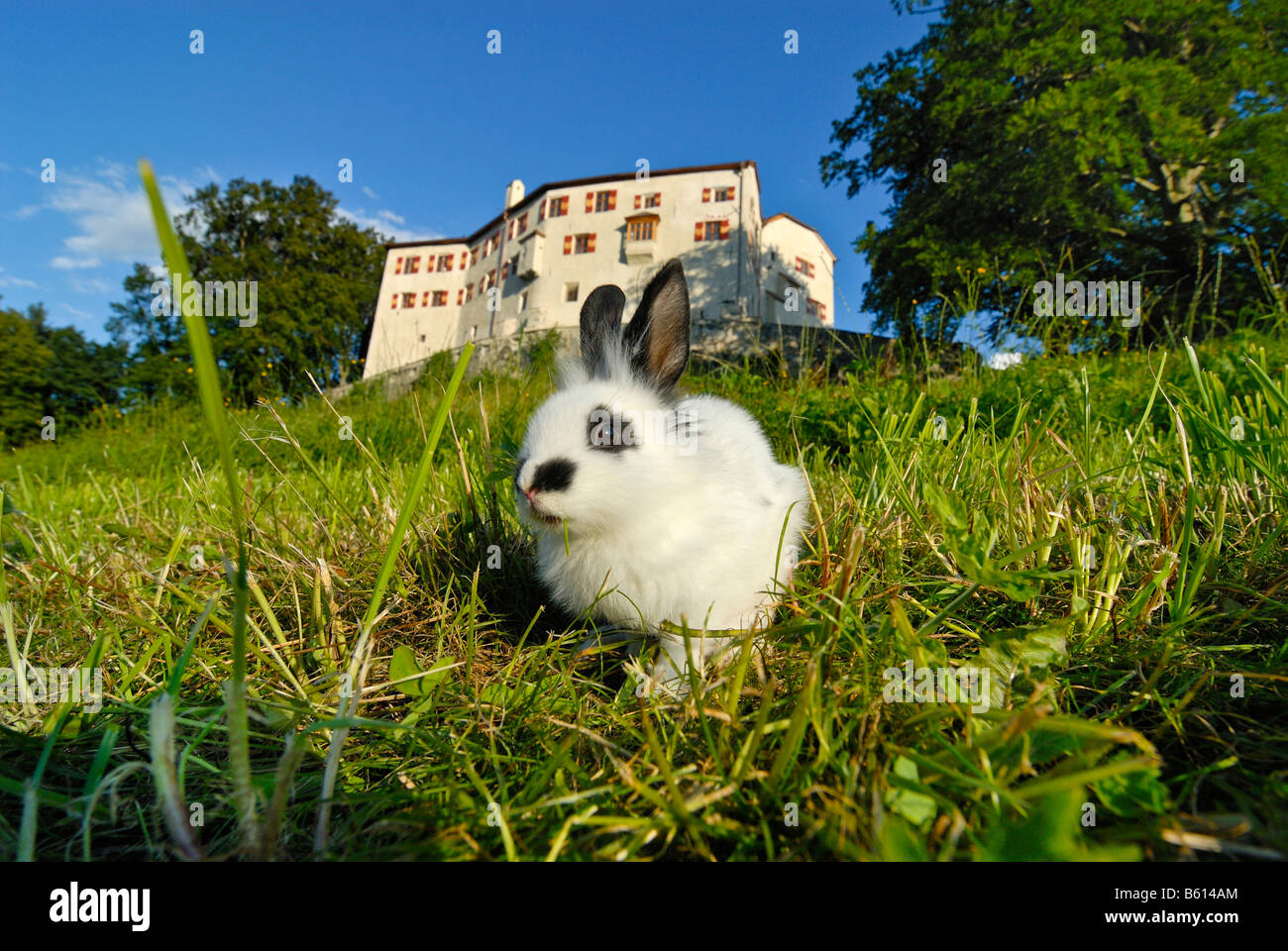 Pygmy Rabbit (Brachylagus idahoensis) on a green meadow in front of Schloss Friedberg castle, Volders, Tyrol, Austria, Europe Stock Photo
