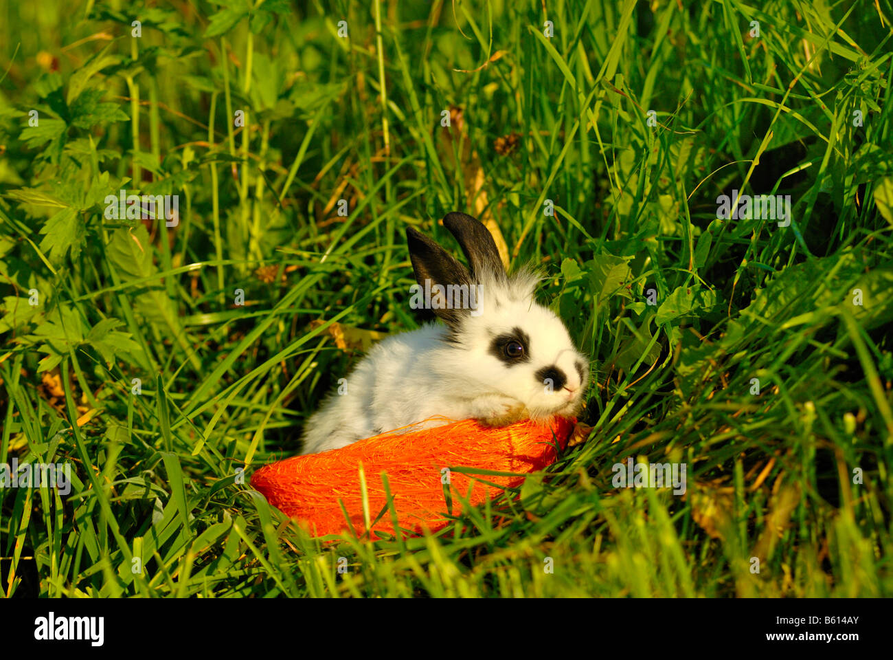 Pygmy Rabbit (Brachylagus idahoensis) in a basket on a green meadow Stock Photo