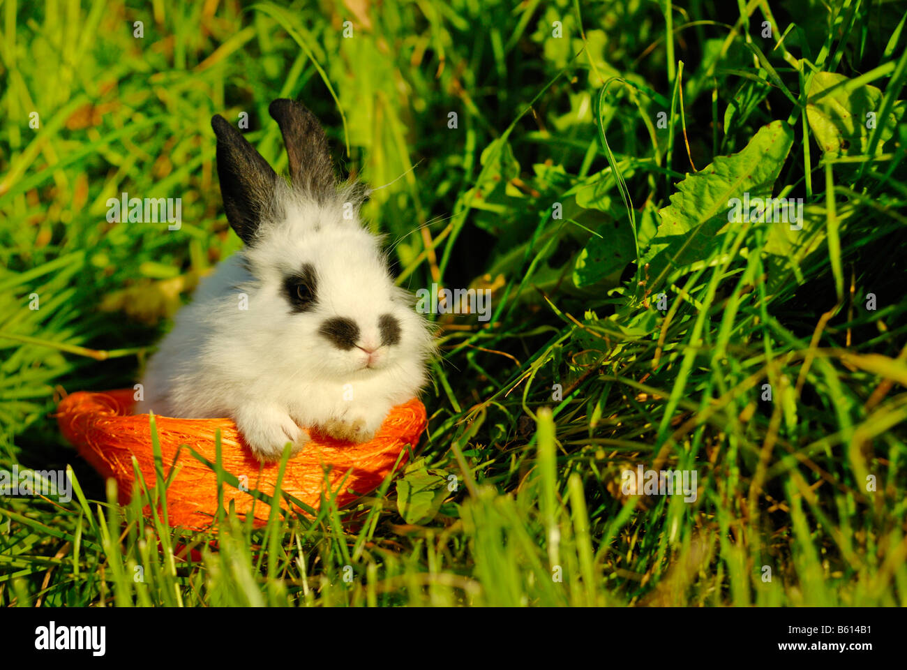 Pygmy Rabbit (Brachylagus idahoensis) in a basket on a green meadow Stock Photo