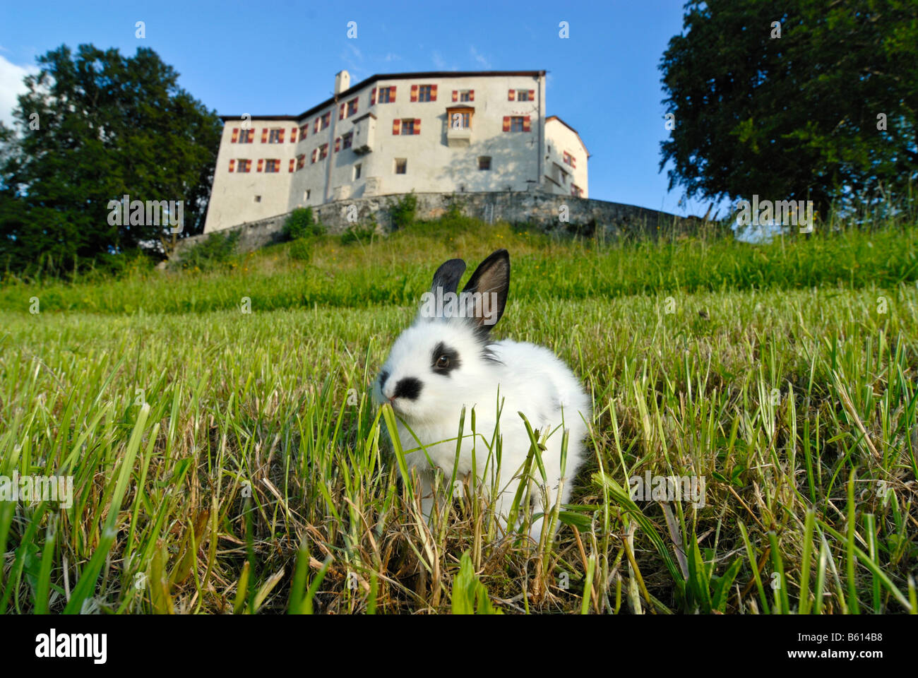 Pygmy Rabbit (Brachylagus idahoensis) on a green meadow in front of Schloss Friedberg castle, Volders, Tyrol, Austria, Europe Stock Photo