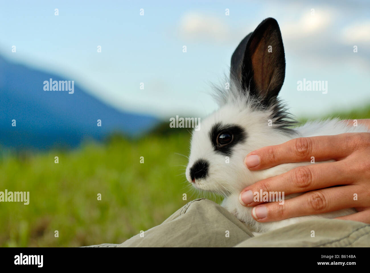 Hands holding a Pygmy Rabbit (Brachylagus idahoensis) on a green meadow Stock Photo