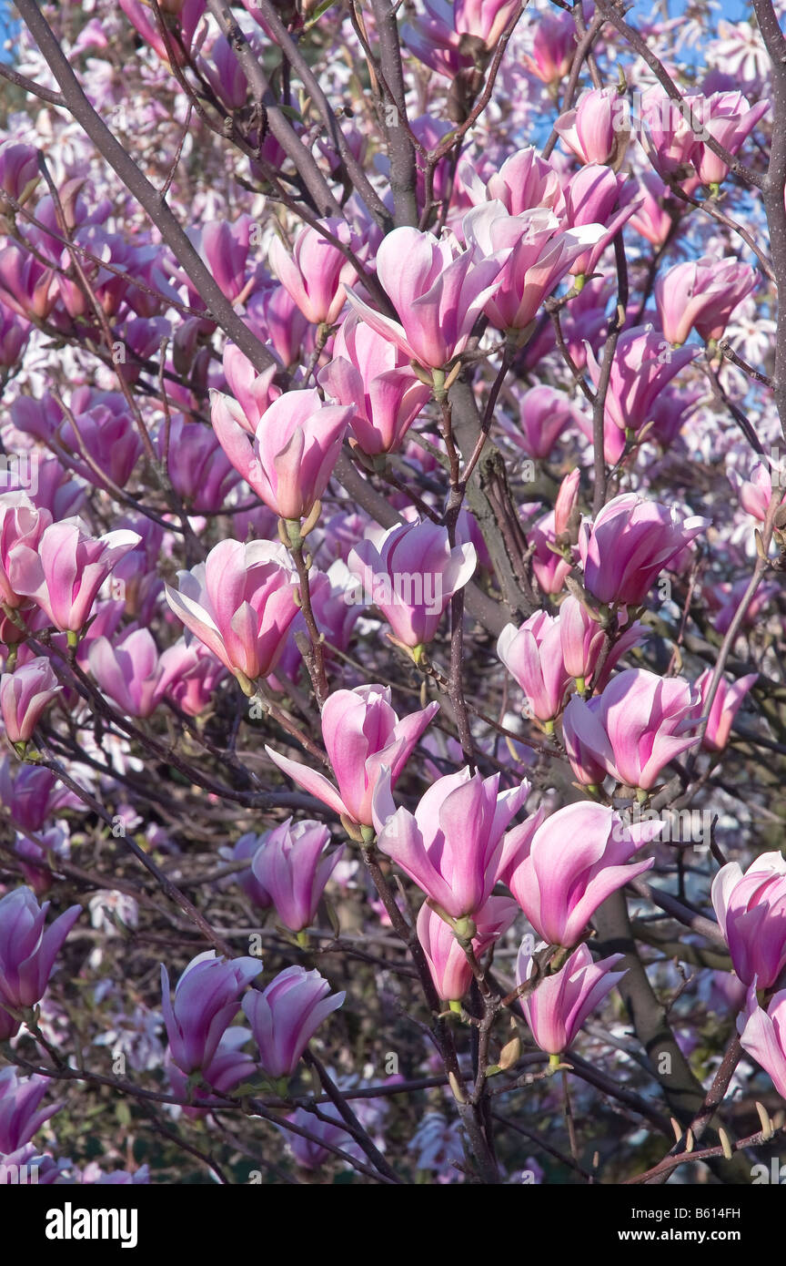 Magnolia Heaven Scent Stock Photo