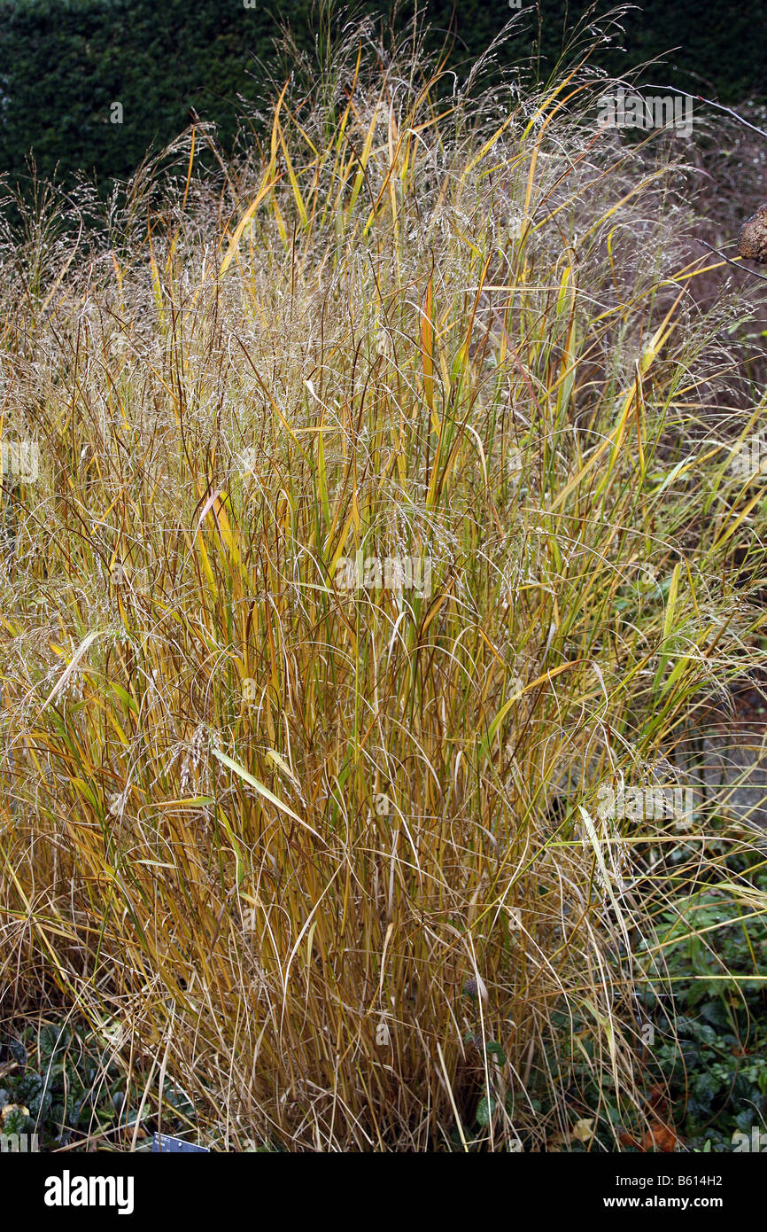 PANICUM VIRGATUM WARRIOR Stock Photo