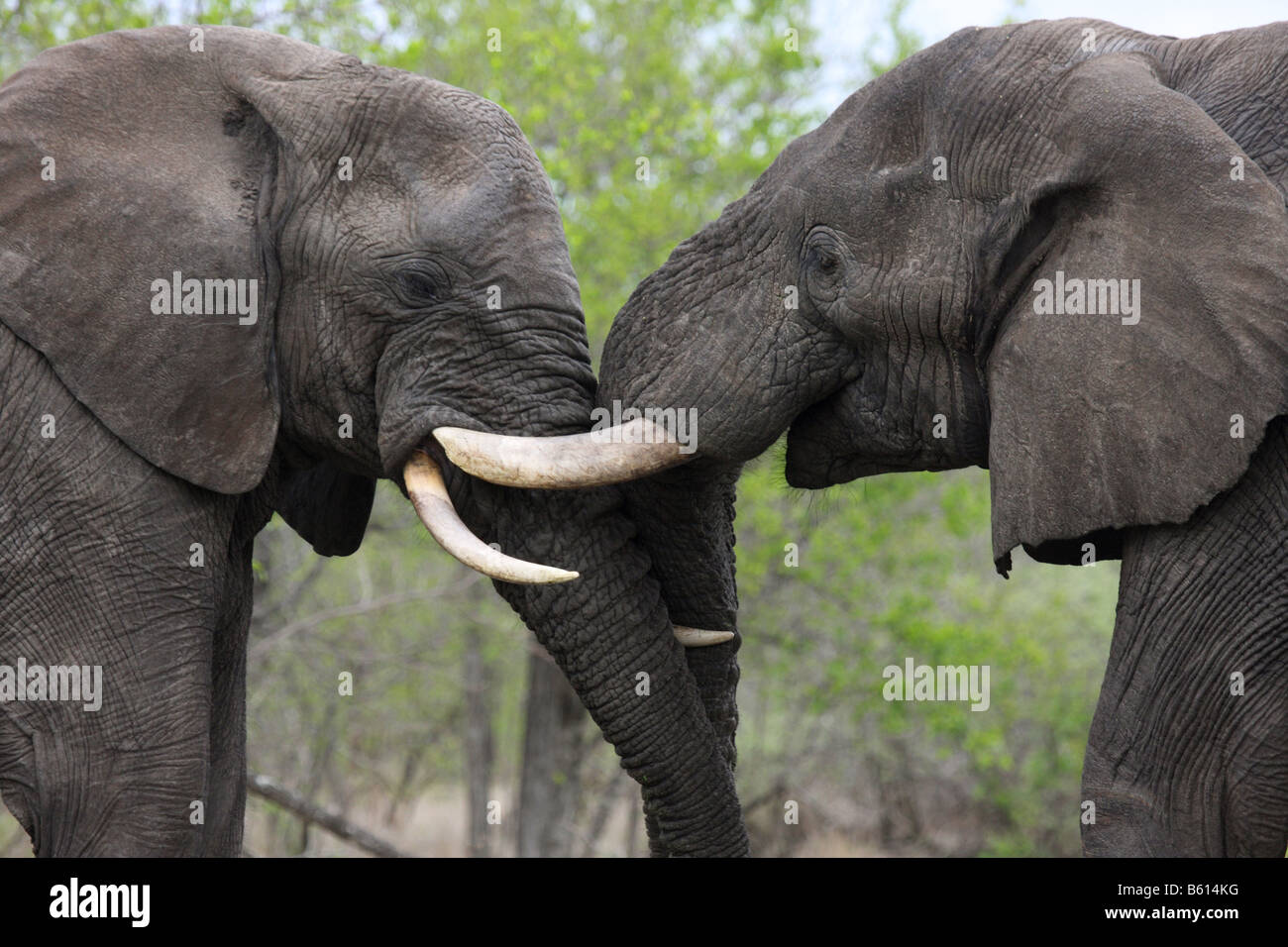 african elephants two adults head to head, pushing to establish dominance Stock Photo