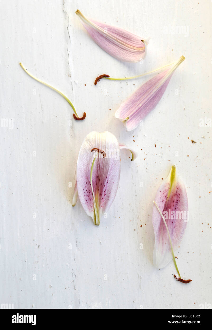 fallen petals of oriental lily on white painted wood Stock Photo Alamy