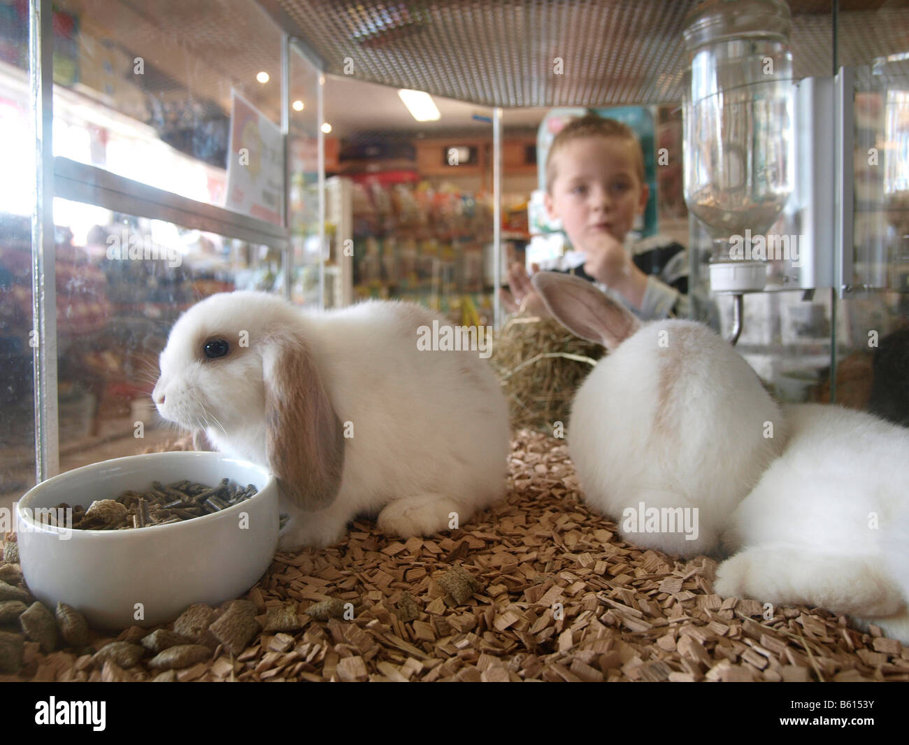 Young boy choosing a rabbit to buy in a pet store shop Breda the Netherlands Stock Photo