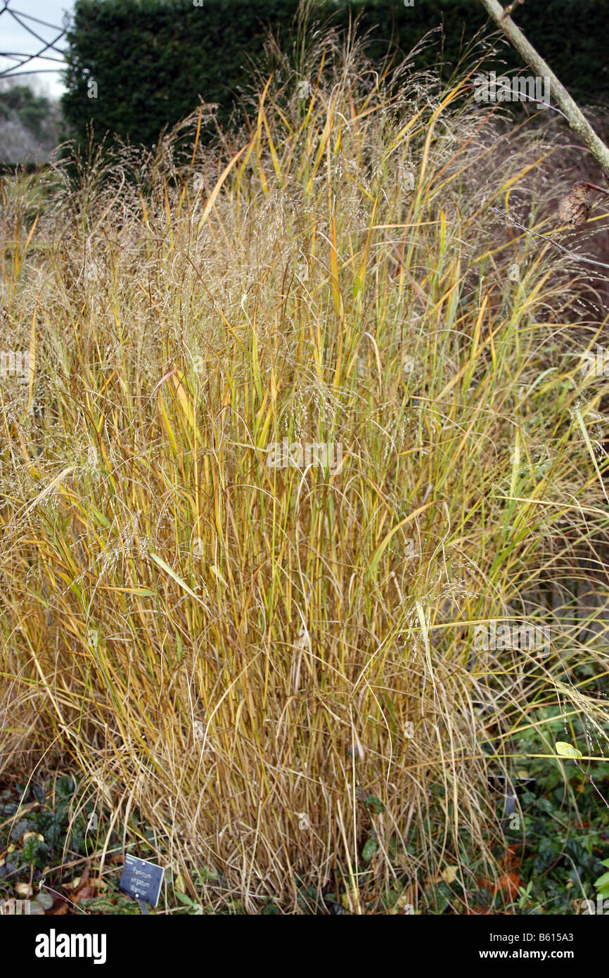 PANICUM VIRGATUM WARRIOR Stock Photo