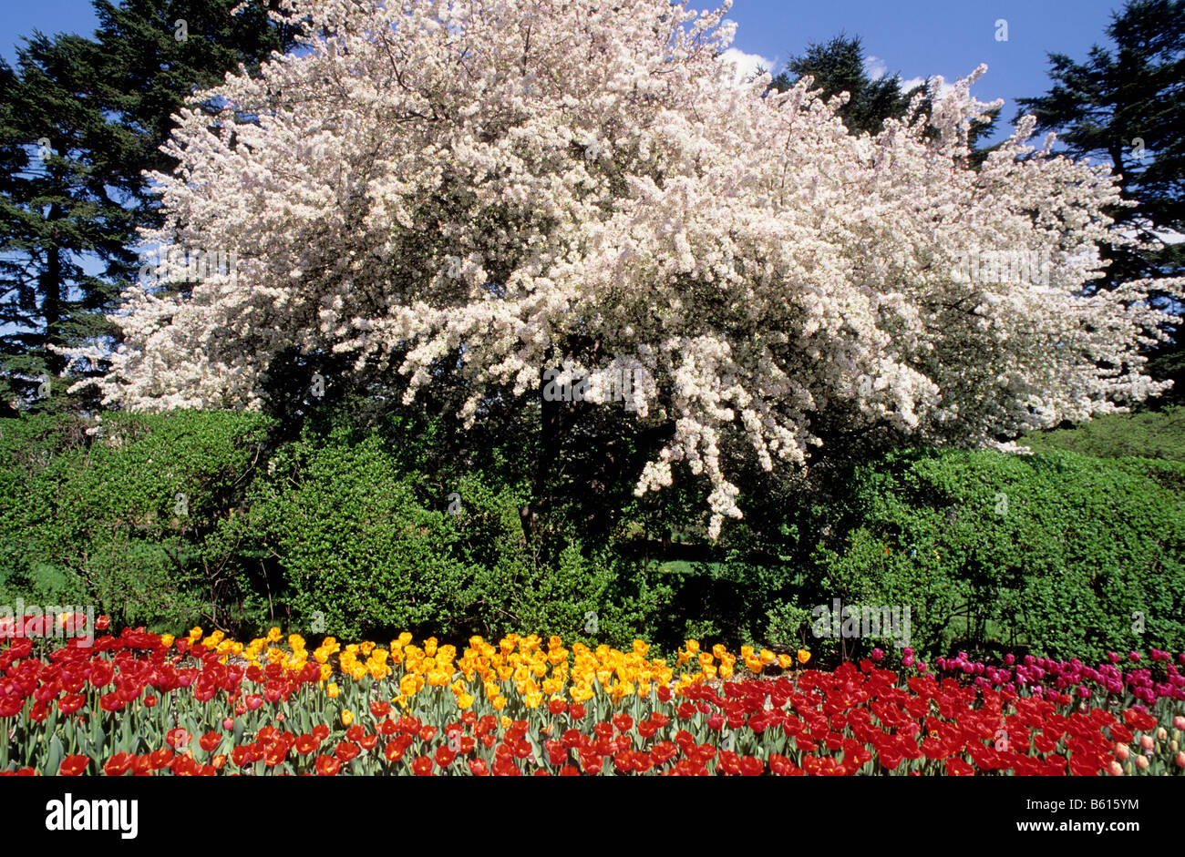 The Bronx New York City Bronx Botanical Garden in May. Spring landscape