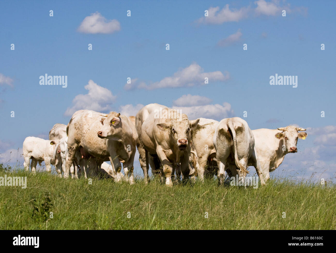 Charolais cows Stock Photo