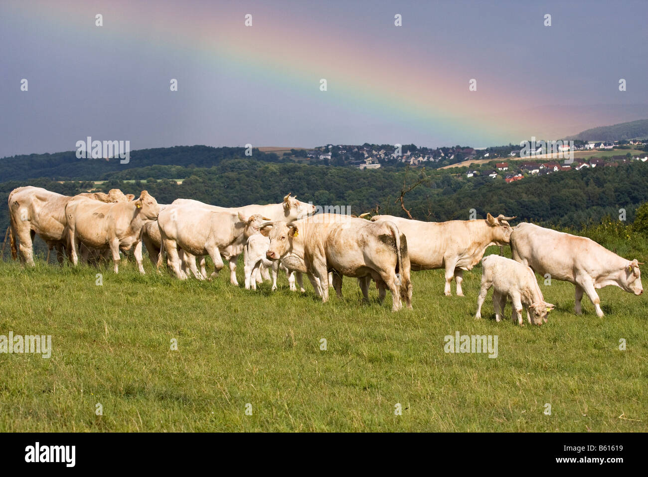 Charolais cattle herd (Bos taurus) grazing in a meadow beneath a rainbow Stock Photo