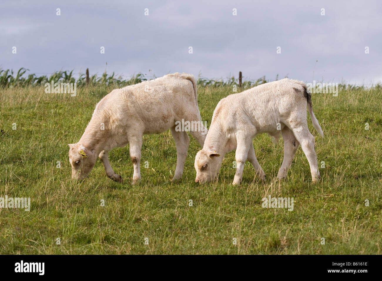 Two Charolais calves (Bos taurus) grazing in a meadow Stock Photo