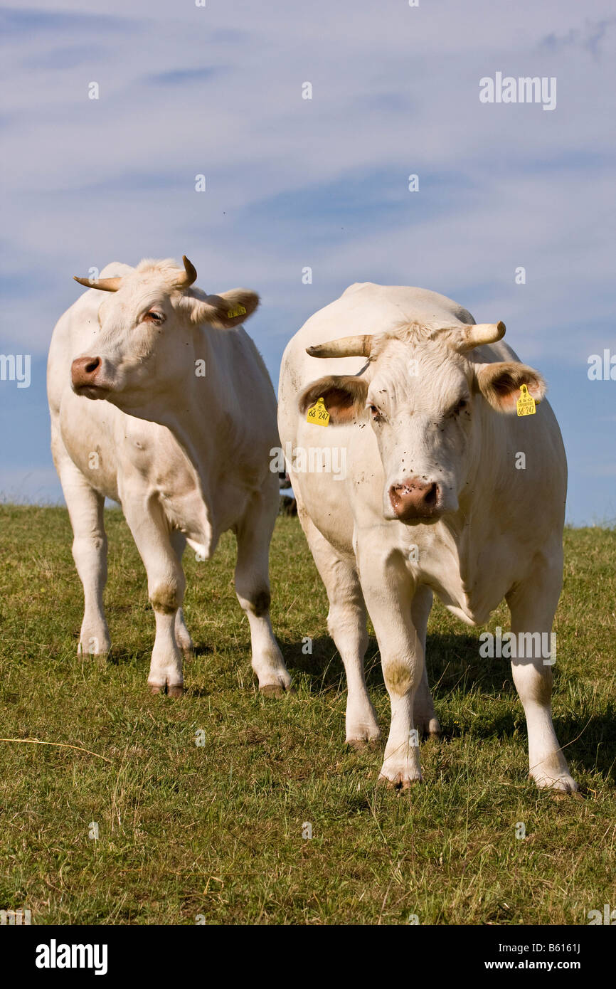 Two Charolais Cows (Bos taurus) standing in a meadow Stock Photo
