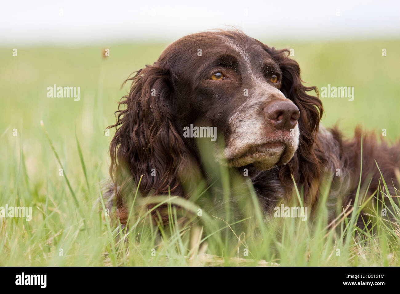 deutscher-wachtel-hi-res-stock-photography-and-images-alamy