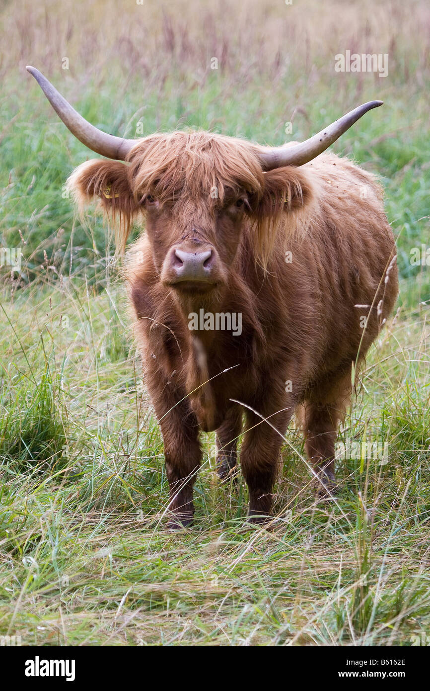 Scottish Highland Cow Stock Photo - Alamy