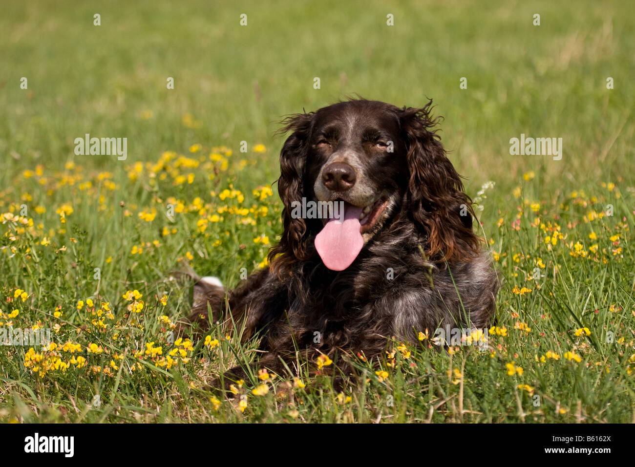 German Spaniel or German Quail Dog, hunting dog, portrait lying on a meadow Stock Photo