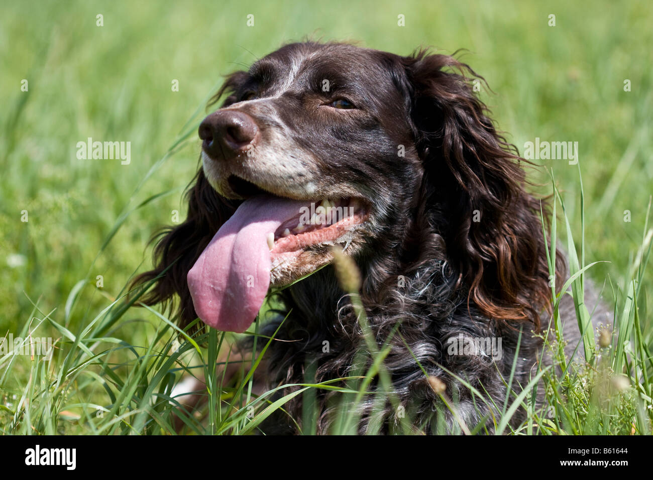 Portrait of a German Spaniel, hunting dog, lying in a meadow Stock Photo