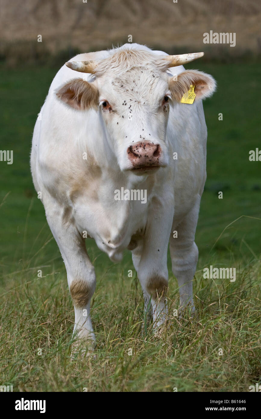 Charolais cow, standing Stock Photo