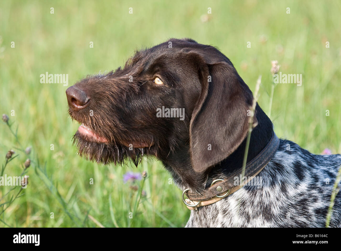 German Wirehaired Pointer, hunting dog, portrait Stock Photo