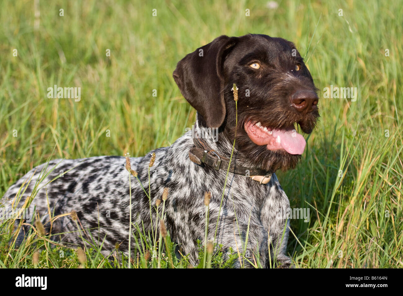 German Wirehaired Pointer Hunting Dog Lying On A Meadow Stock