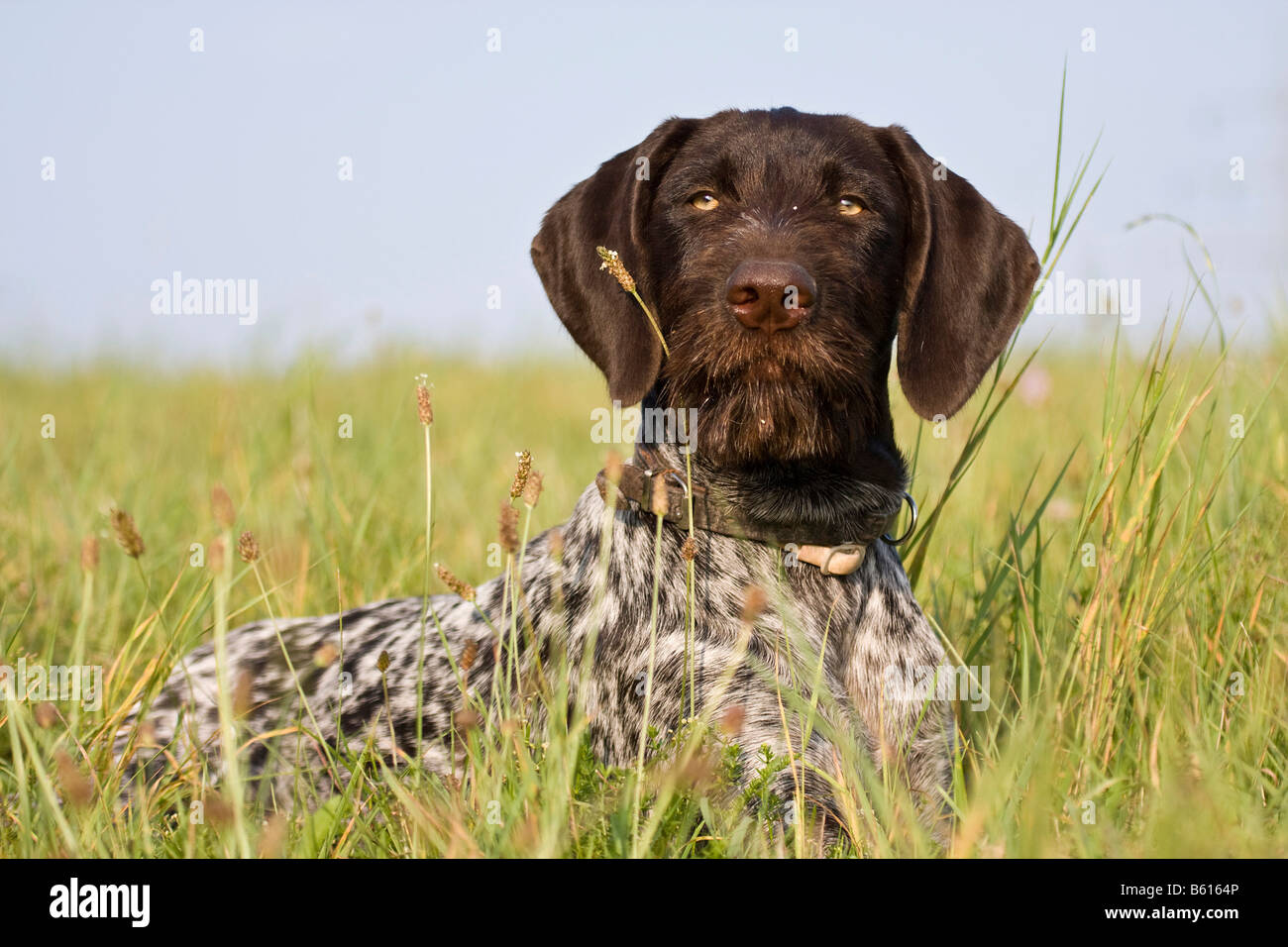 German Wirehaired Pointer, hunting dog, lying on a meadow Stock Photo