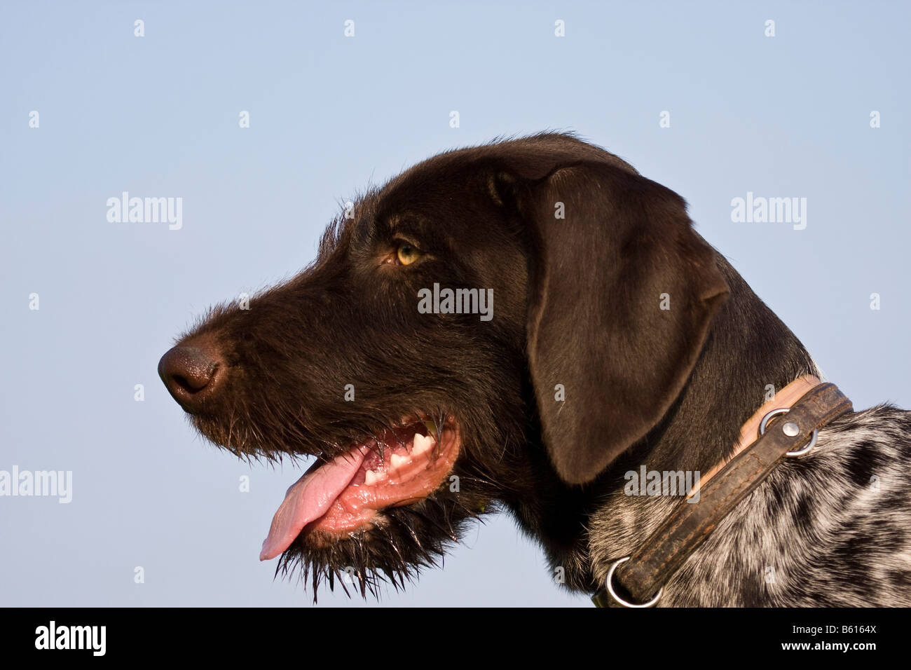 German Wirehaired Pointer, hunting dog, portrait Stock Photo