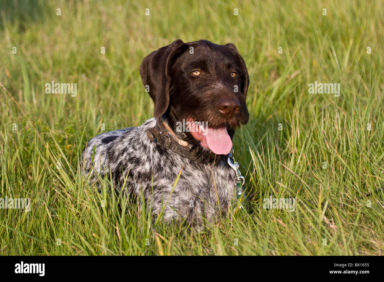 German Wirehaired Pointer, hunting dog, lying on a meadow, portrait Stock Photo