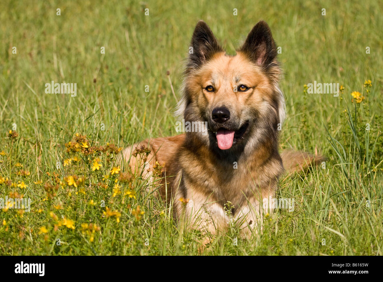 Belgian Shepherd Dog crossbreed lying on a meadow Stock Photo