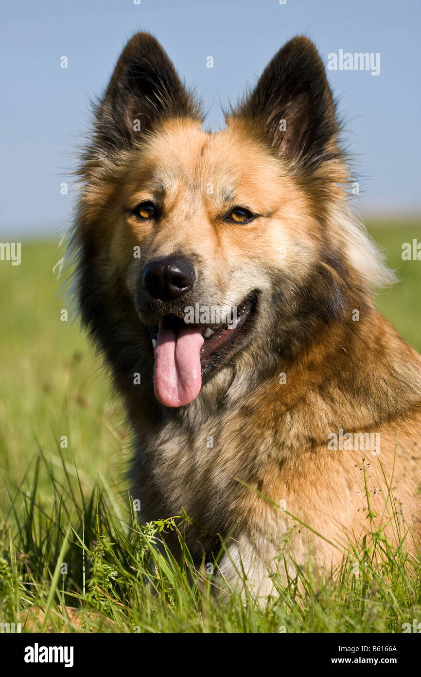 Belgian Shepherd Dog crossbreed, portrait Stock Photo