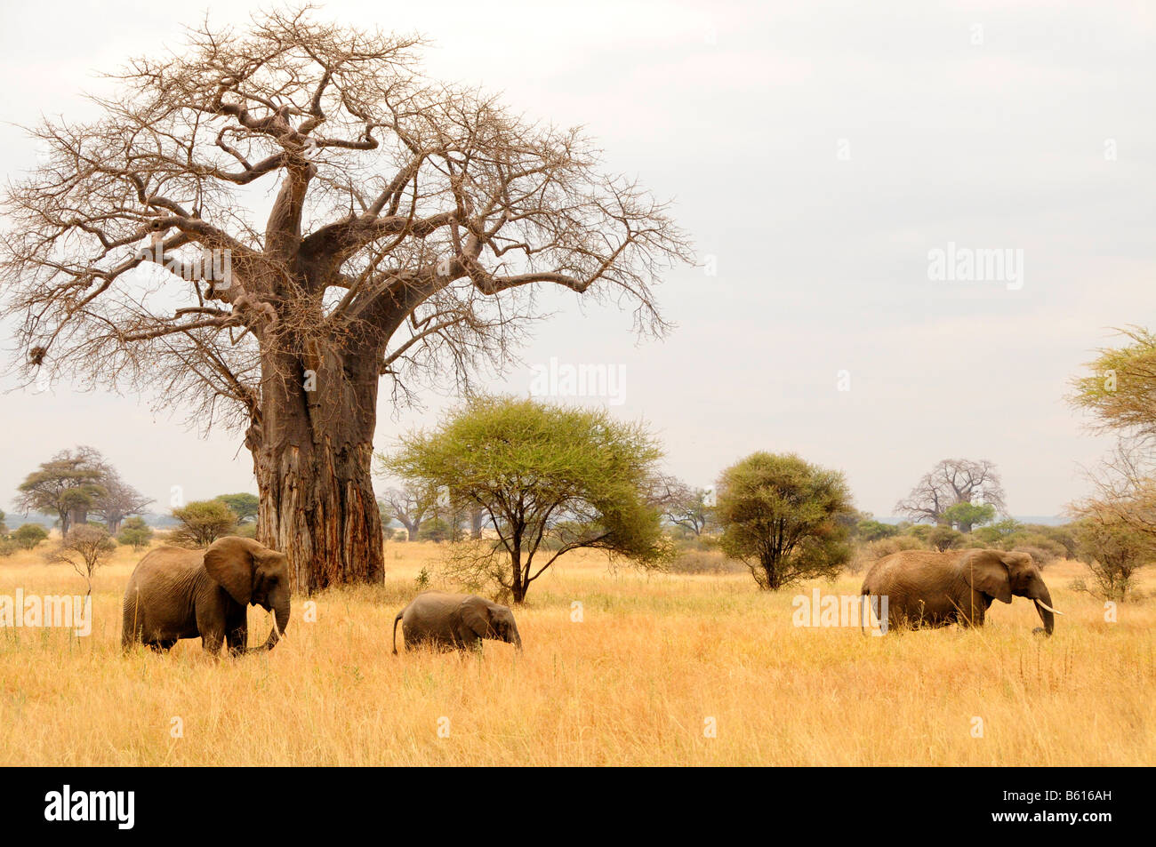 African Bush Elephants (Loxodonta africana) under a Baobab tree (Adansonia digitata), Tarangire-National Park, Tanzania, Africa Stock Photo