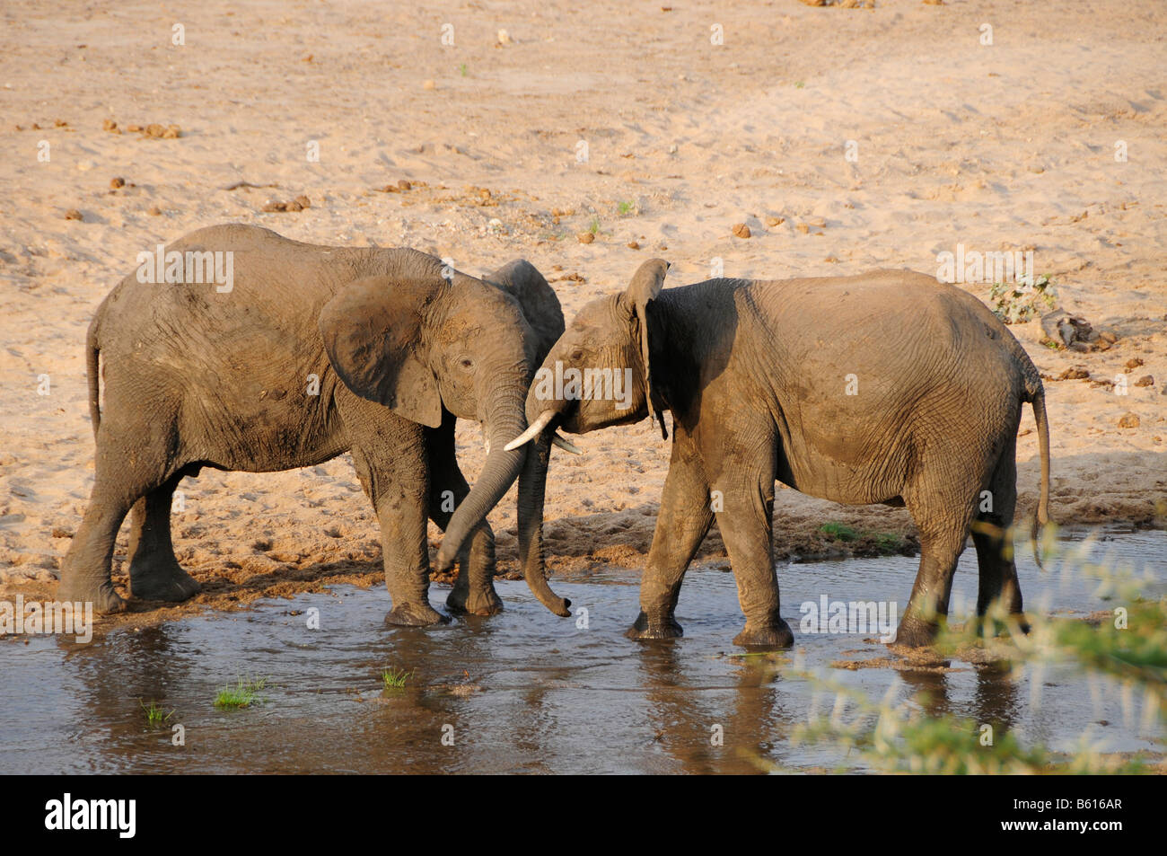 Fighting African Bush Bull Elephants (Loxodonta africana) on the bank of the Tarangire River, Tarangire-National Park, Tanzania Stock Photo