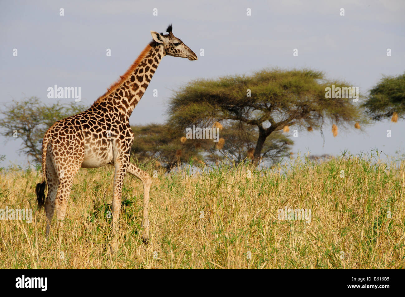 Massai-Giraffe (Giraffa camelopardalis tippelskirchi), Tarangire-National Park, Tanzania, Africa Stock Photo