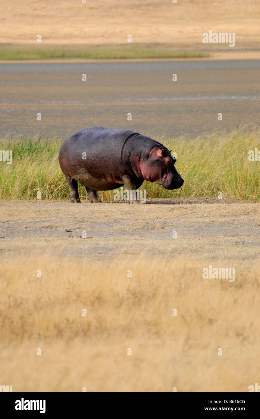 Hippopotamus (Hippopotamus amphibius) in the Ngorongoro-crater, Ngorongoro Conservation Area, Tanzania, Africa Stock Photo