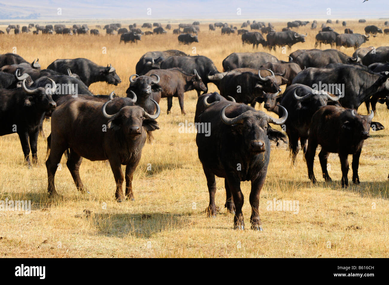 African Buffalo or Cape Buffalo (Syncerus caffer) in the Ngorongoro-crater, Ngorongoro Conservation Area, Tanzania, Africa Stock Photo